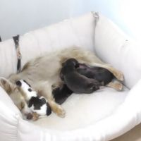 Chihuahua chiwa choco and tan