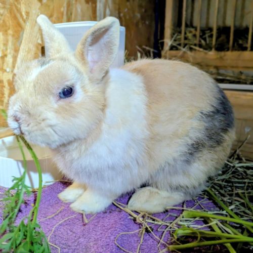 Hélios, 3.5 ans castré vacciné