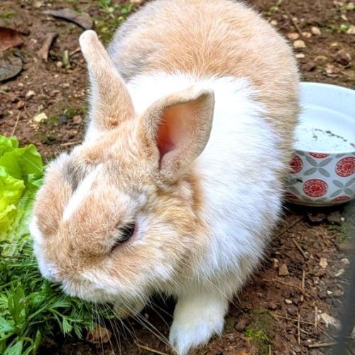 Hélios, 3.5 ans castré vacciné #2