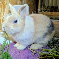 Hélios, 3.5 ans castré vacciné #0