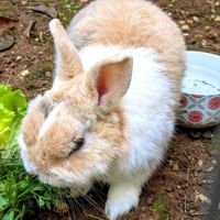 Hélios, 3.5 ans castré vacciné #2