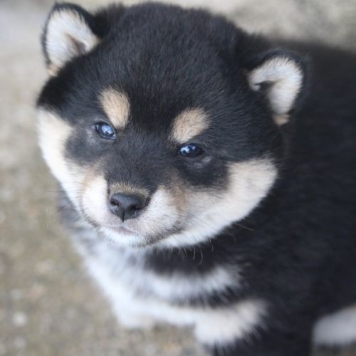 Chiot shiba inu #1
