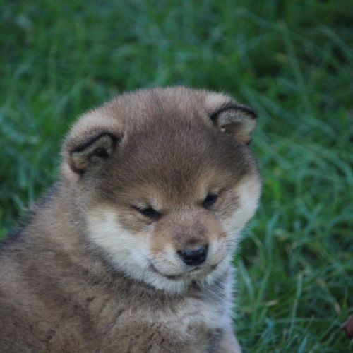Chiot shiba inu #3