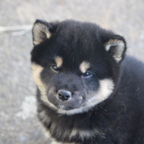 Chiot shiba inu