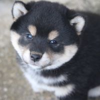 Chiot shiba inu #1