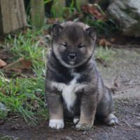 Chiot shiba inu #2