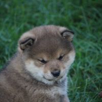 Chiot shiba inu #3