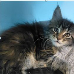 Chatons maine coon femelles loof #2