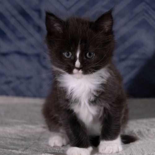 Chatons maine coon femelles loof #3