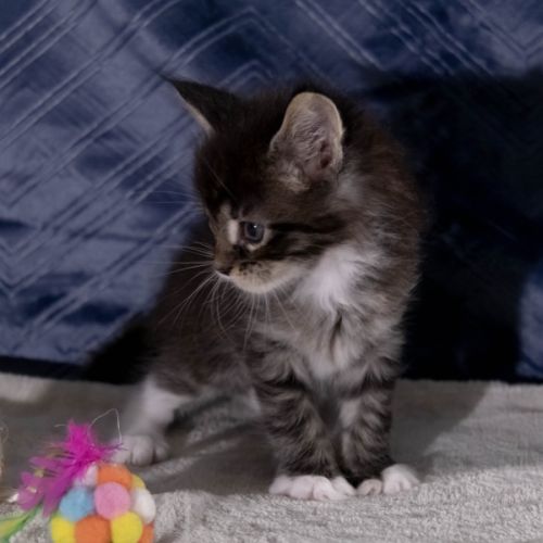 Chatons maine coon femelles loof #4