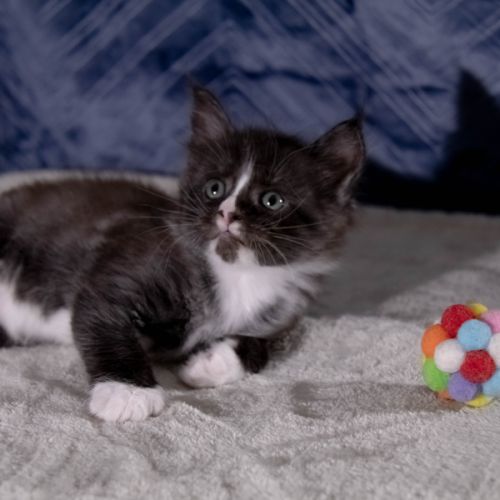 Chatons maine coon femelles loof #5