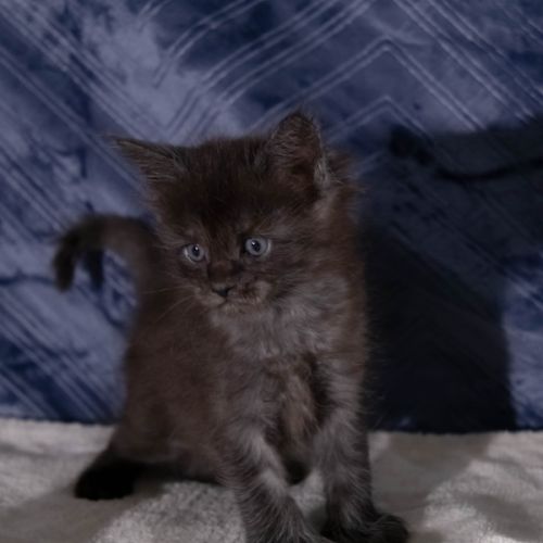 Chatons maine coon femelles loof #7