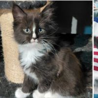 Chatons maine coon femelles loof #1