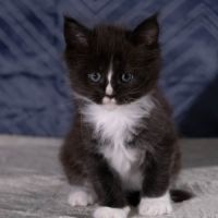 Chatons maine coon femelles loof #3