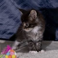 Chatons maine coon femelles loof #4