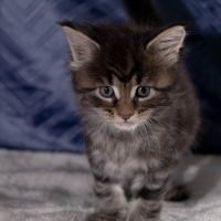 Chatons maine coon femelles loof #6