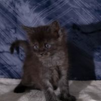 Chatons maine coon femelles loof #7