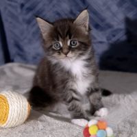 Chatons maine coon femelles loof #8