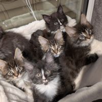 Chatons maine coon femelles loof