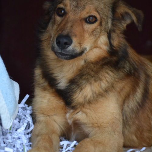 Flor, 6 mois, petite princesse de 7 kg à adopter #1