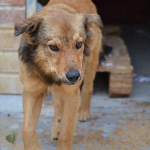 Flor, 6 mois, petite princesse de 7 kg à adopter #2