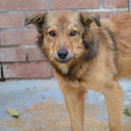 Flor, 6 mois, petite princesse de 7 kg à adopter #4