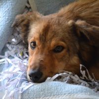 Flor, 6 mois, petite princesse de 7 kg à adopter