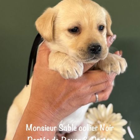 Magnifique labrador male sable lof à réserver #1