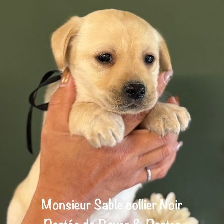 Magnifique labrador male sable lof à réserver #0