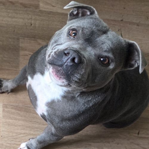 Femelle bleu pedigree et test adn ok