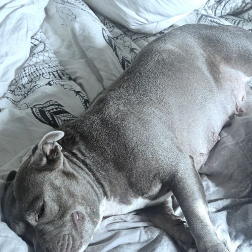 Femelle bleu pedigree et test adn ok #2