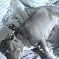 Femelle bleu pedigree et test adn ok #2