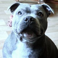 Femelle bleu pedigree et test adn ok #3