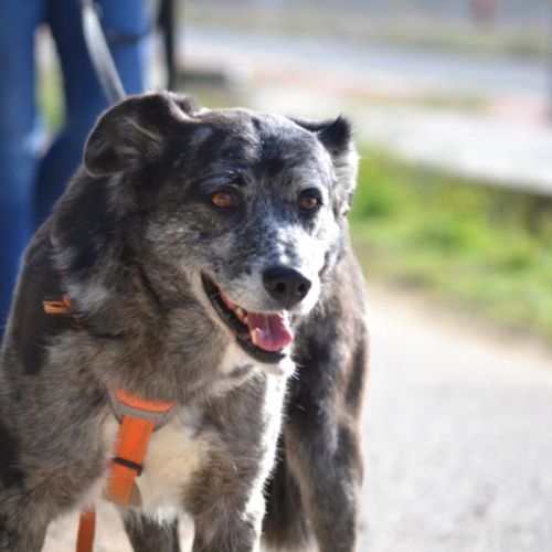 Moira 8 ans, douce et affectueuse...juste parfaite #1