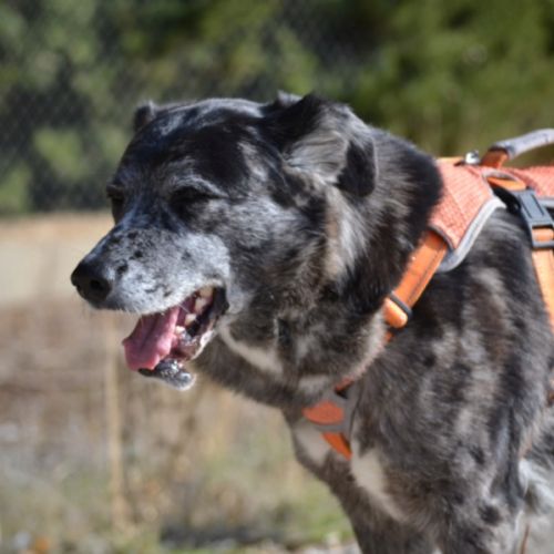 Moira 8 ans, douce et affectueuse...juste parfaite #2