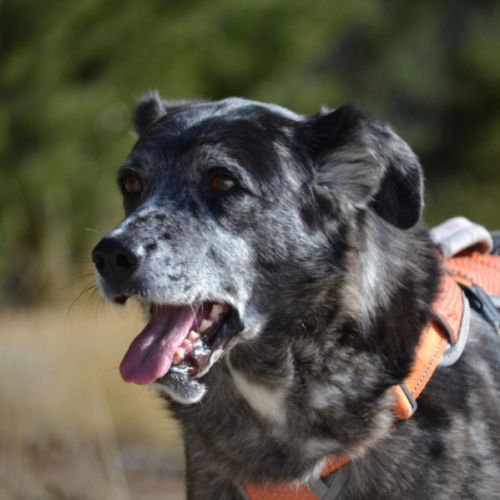 Moira 8 ans, douce et affectueuse...juste parfaite #3