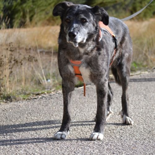 Moira 8 ans, douce et affectueuse...juste parfaite #4