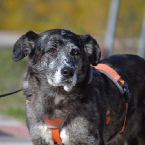 Moira 8 ans, douce et affectueuse...juste parfaite #0