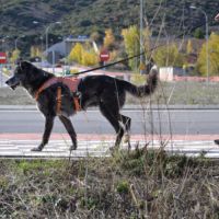 Moira 8 ans, douce et affectueuse...juste parfaite #6