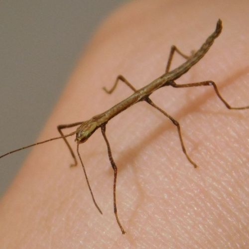 Lot de 10 oeufs de phasmes #1