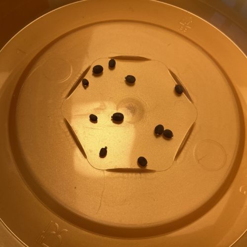 Lot de 10 oeufs de phasmes #2