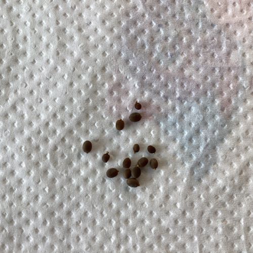 Lot de 10 oeufs de phasmes