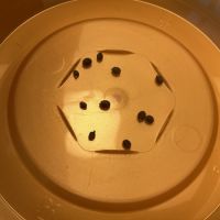 Lot de 10 oeufs de phasmes #2