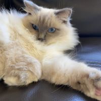 Chatte retraitée d’élevage