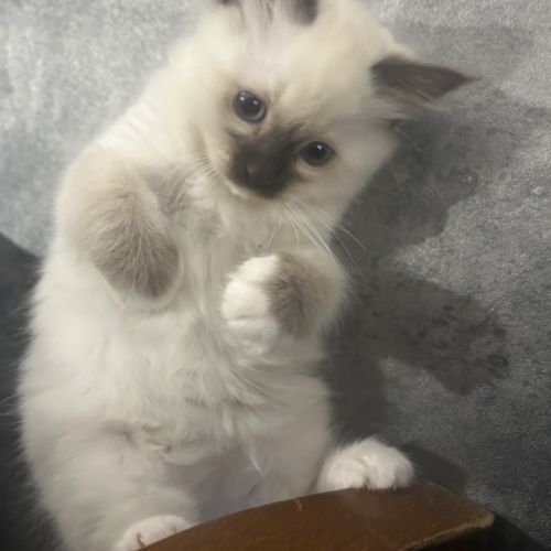 Chaton sacre de birmanie #2