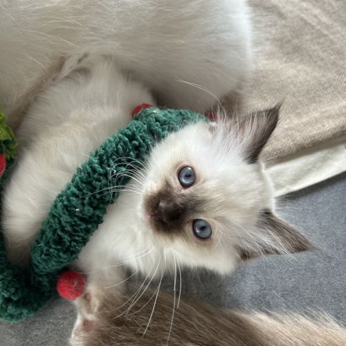 Chaton sacre de birmanie #0