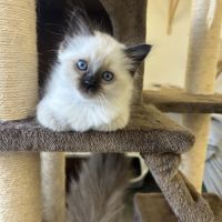 Chaton sacre de birmanie #1