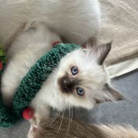 Chaton sacre de birmanie