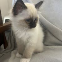 Chaton sacre de birmanie #4