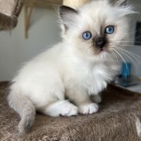 Chaton sacre de birmanie #5